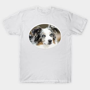 Beautiful Australian Shepherd! Especially for Aussie Lovers! T-Shirt